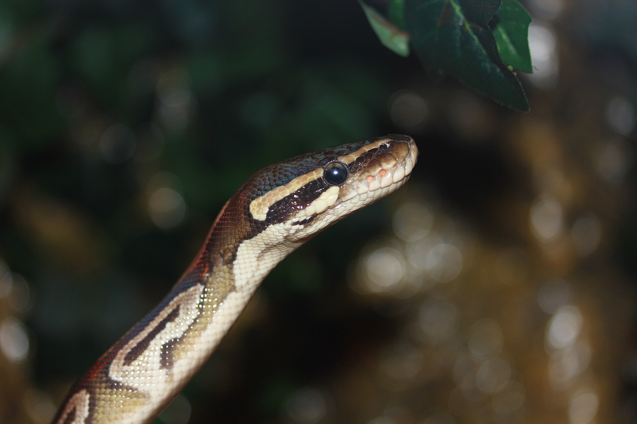 snake ball python python regius free photo