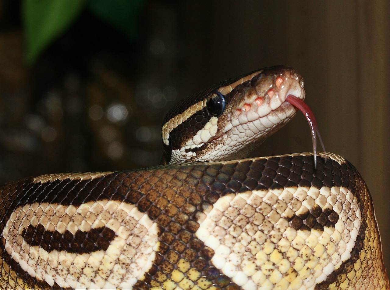 snake ball python python regius free photo