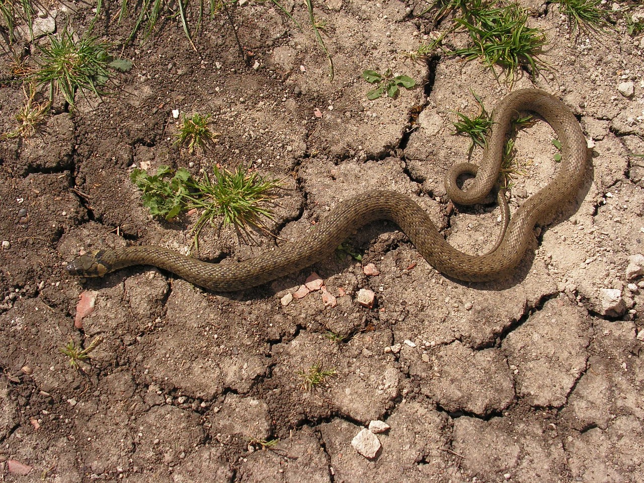 snake natrix creepy free photo