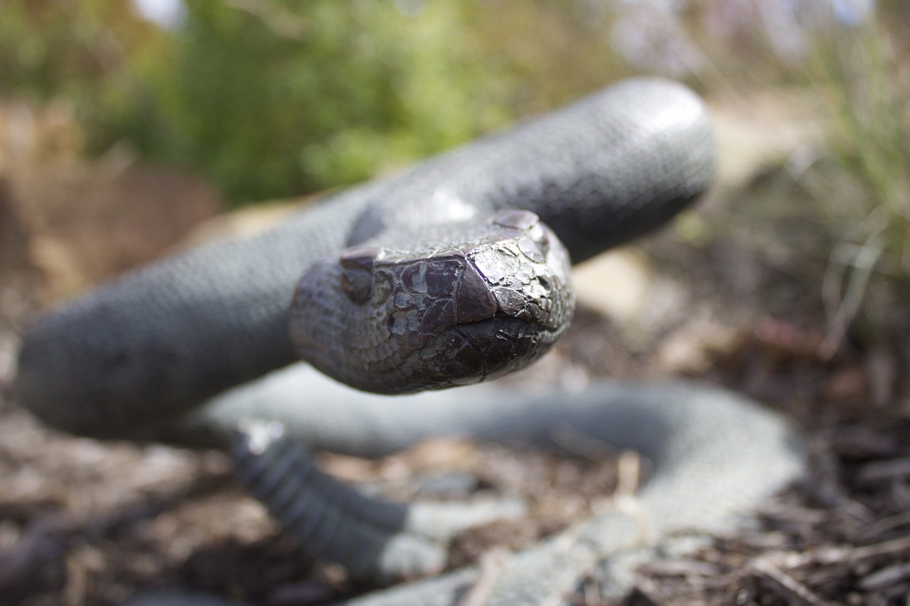 snake statue up-close free photo