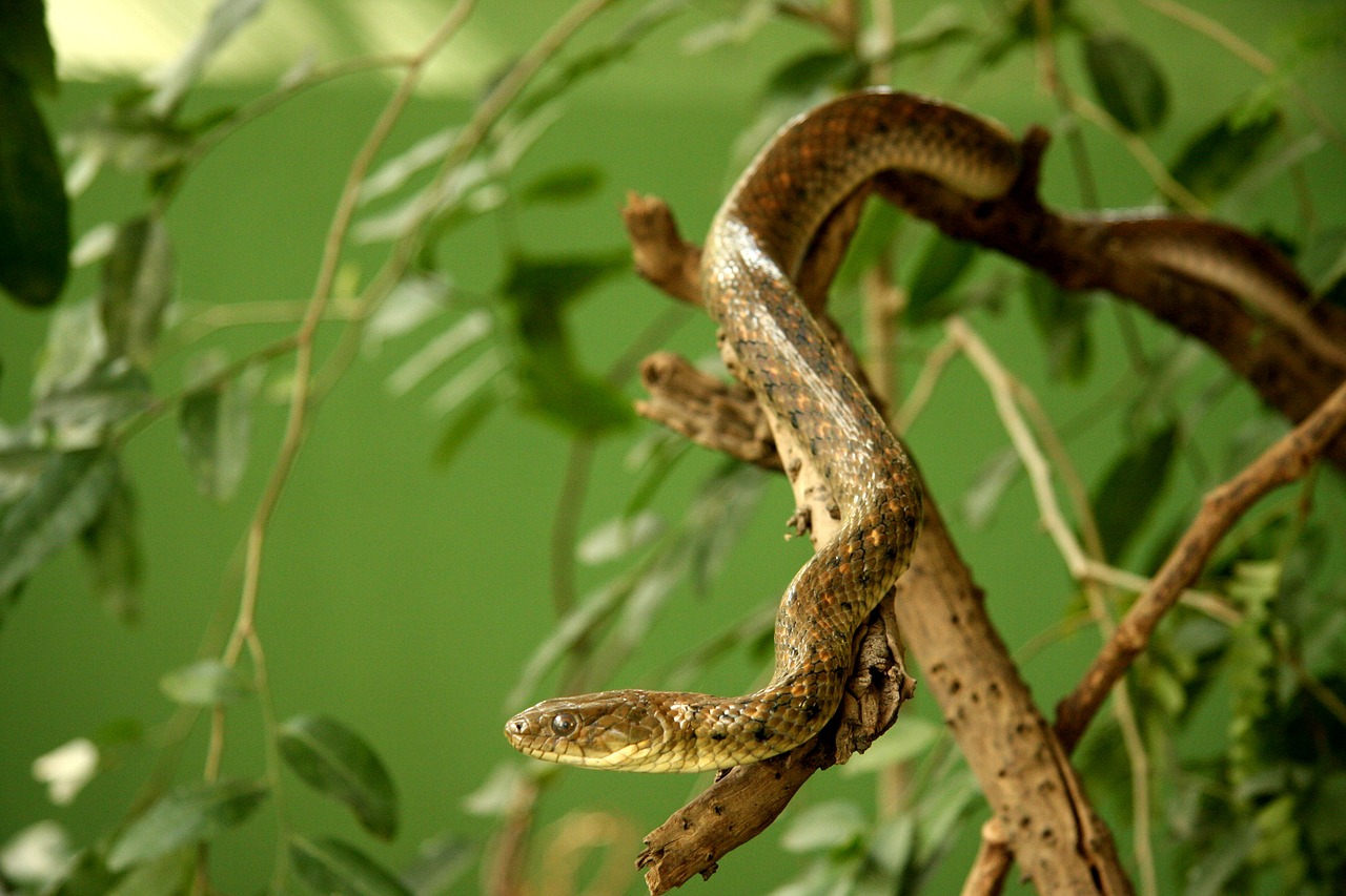 snake wild animal free photo