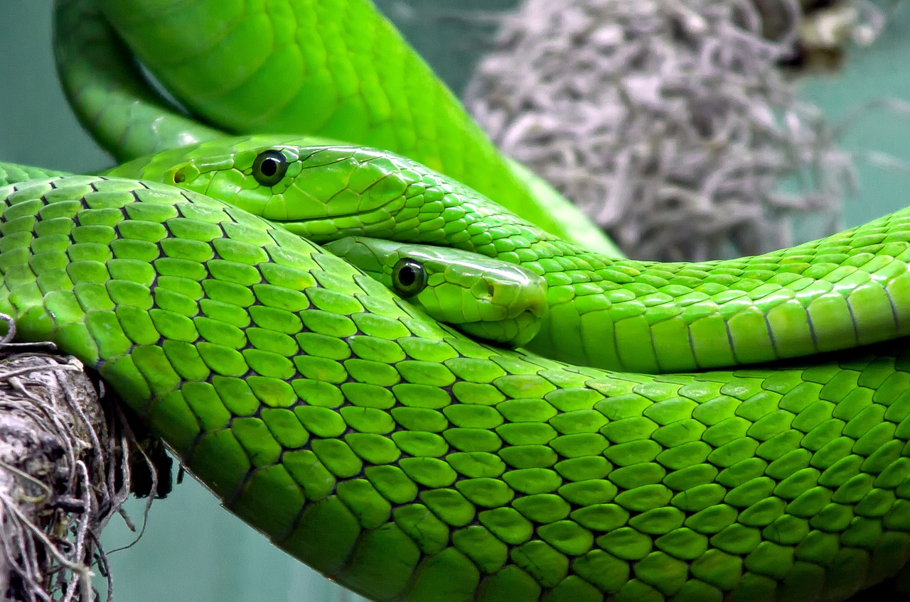 snake mamba green mamba free photo