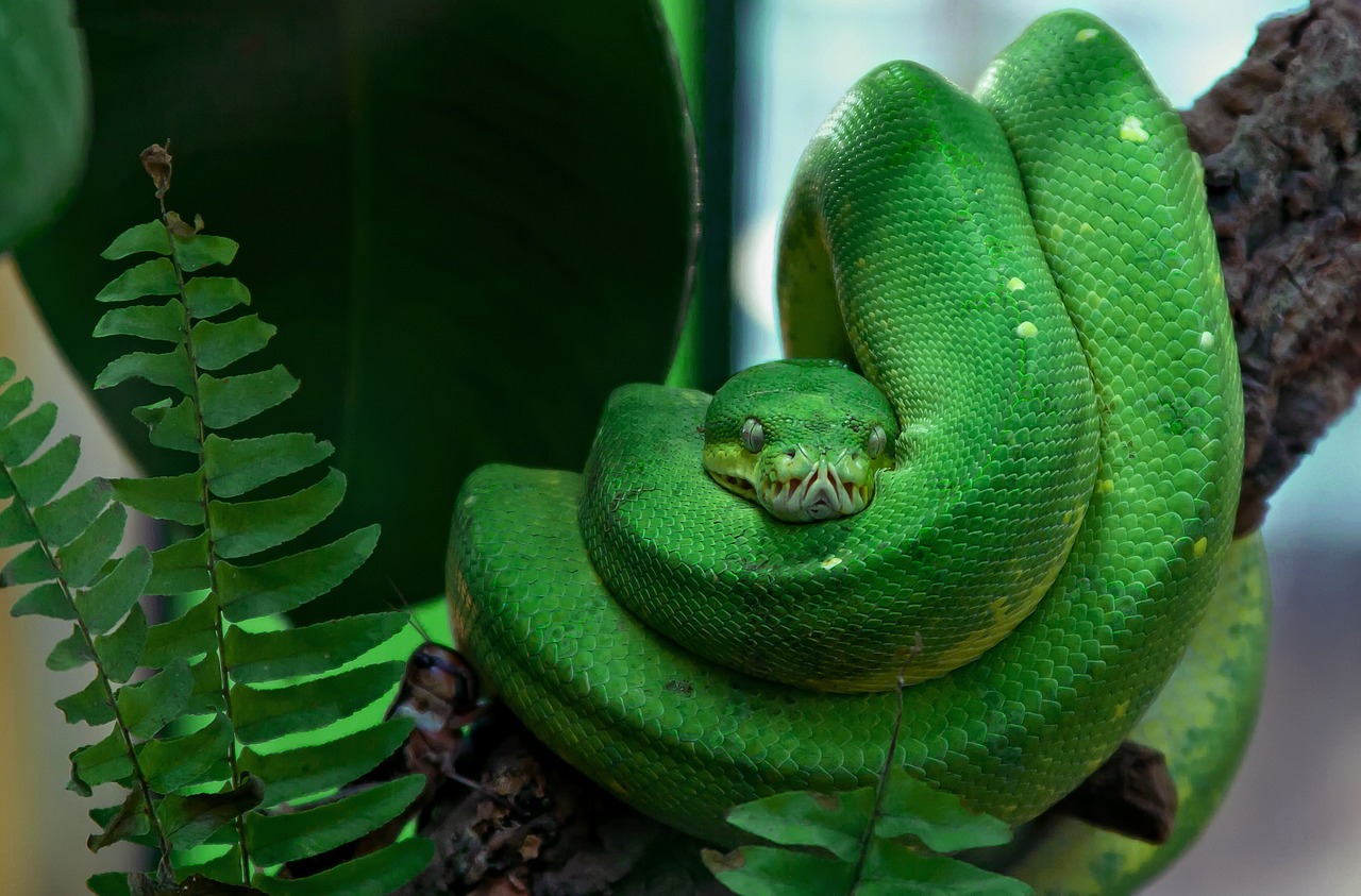 snake toxic green free photo