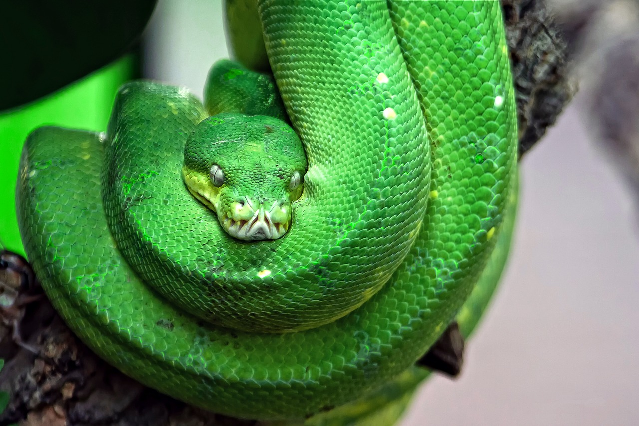 snake toxic green free photo