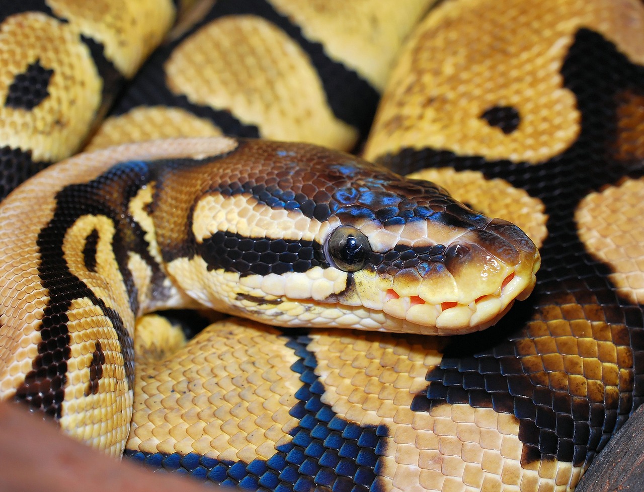 snake python ball python free photo