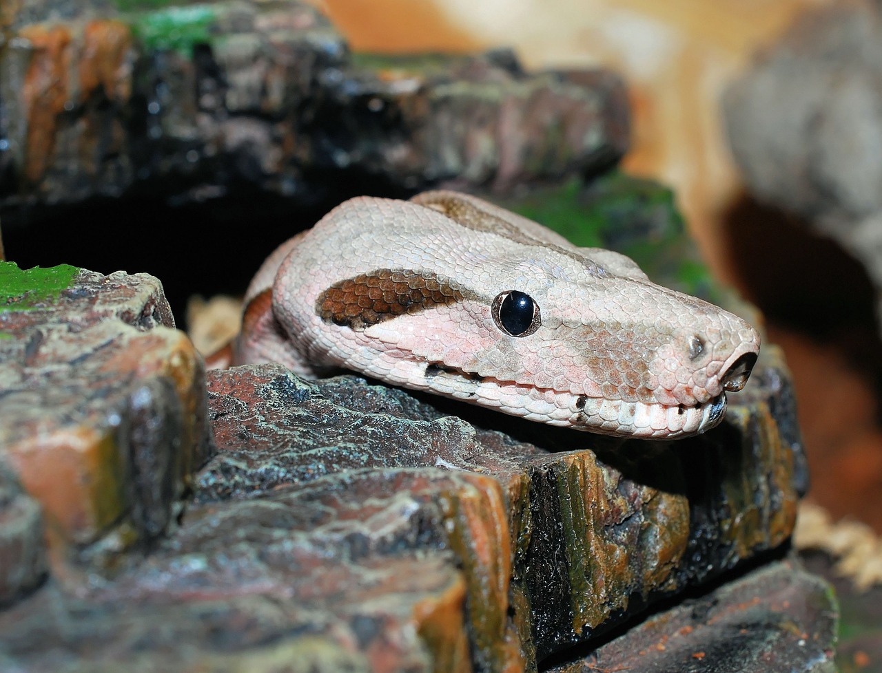 snake boa constrictor imperator reptile free photo