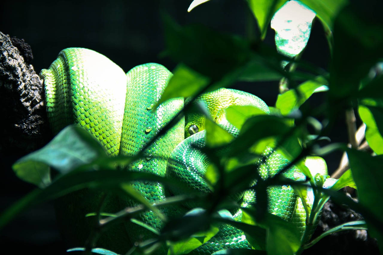 snake terrarium green free photo