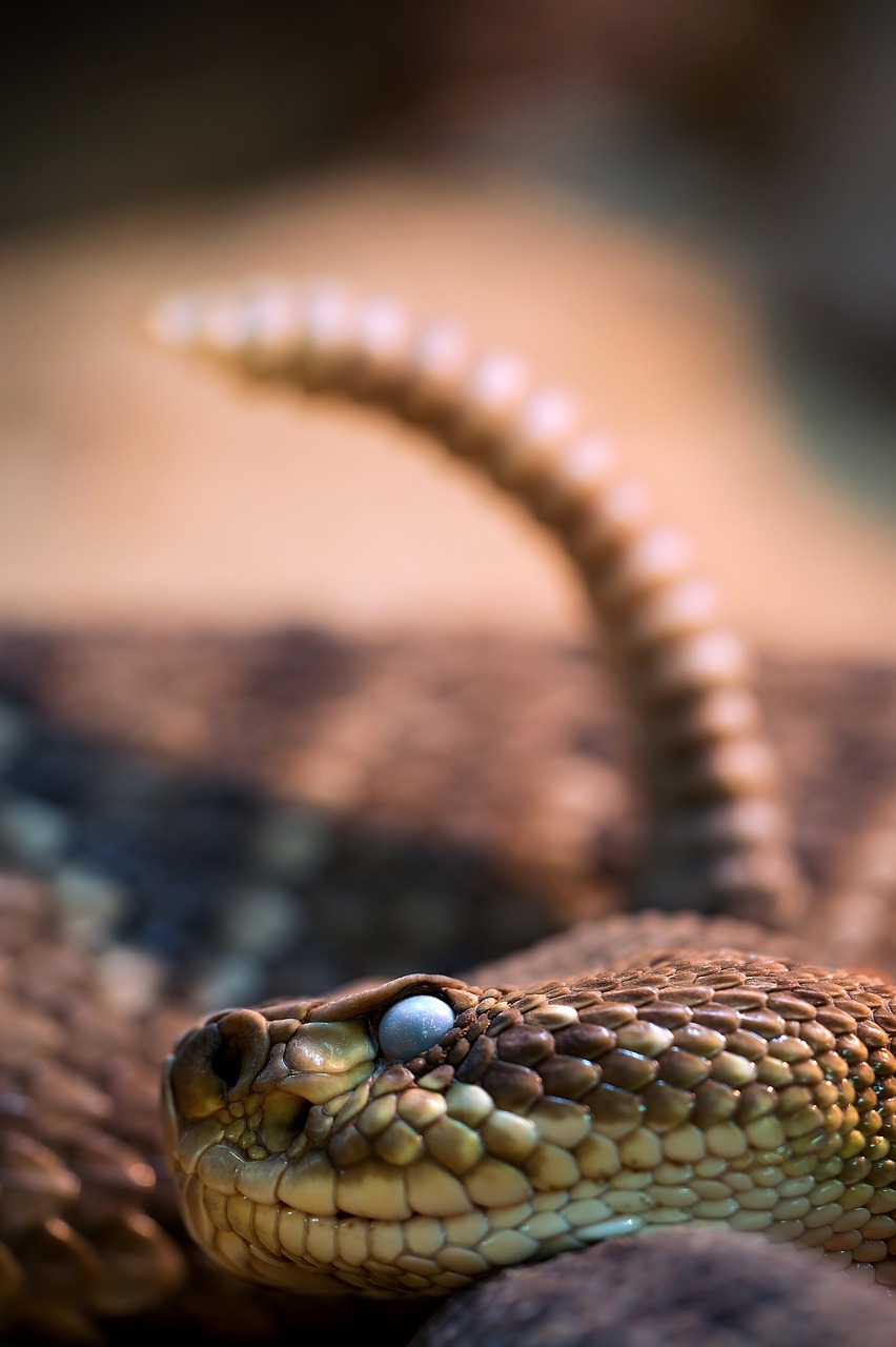 snake snakehead rattle free photo