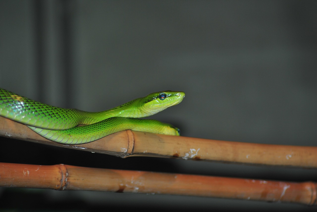 snake wild reptile free photo