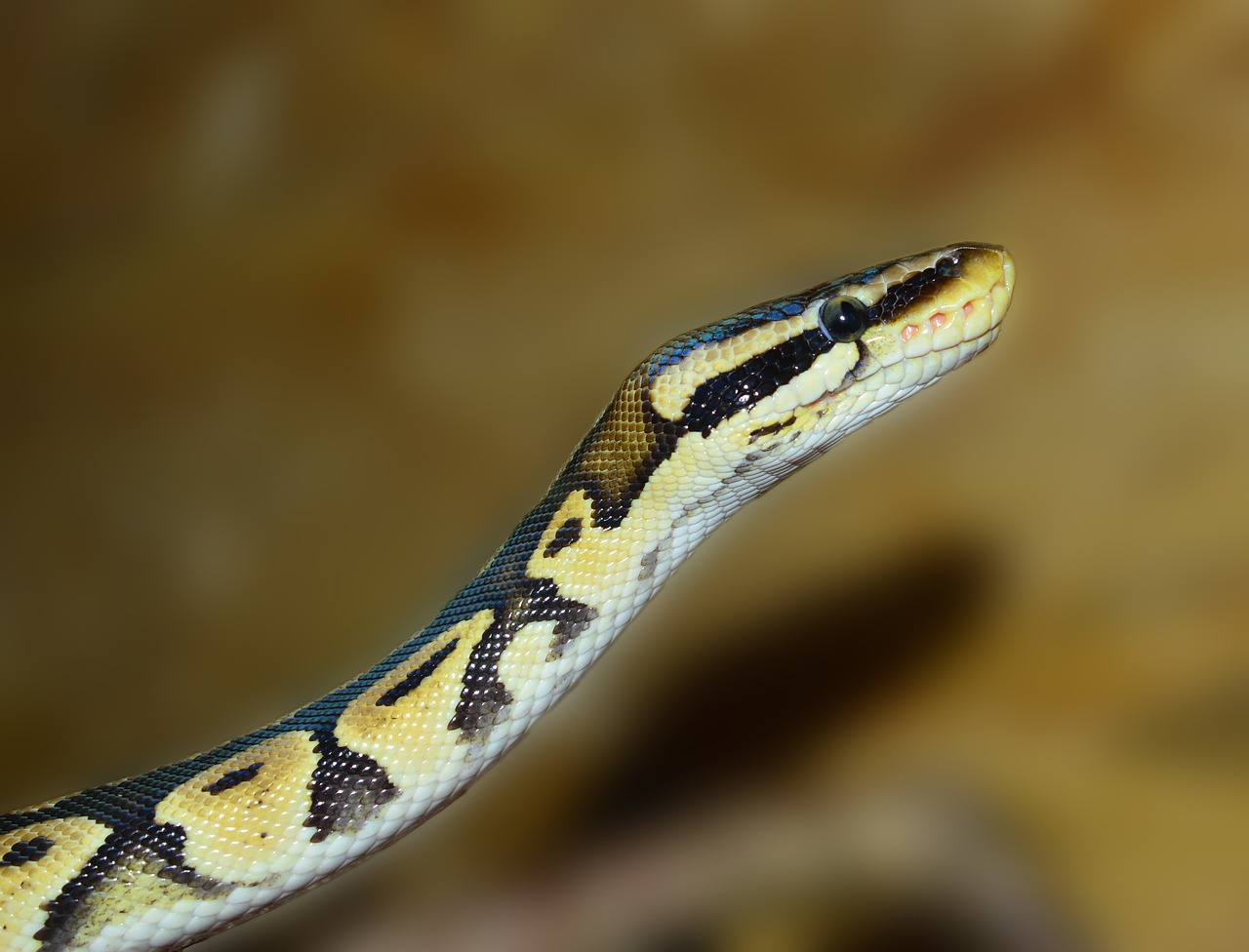 snake python ball python free photo