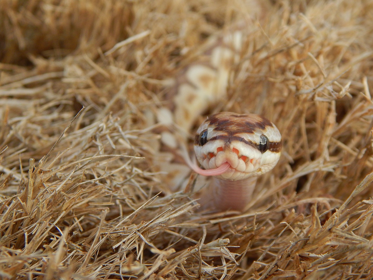 snake reptile grass free photo