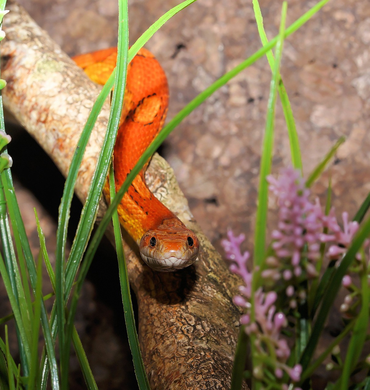 snake corn snake reptile free photo