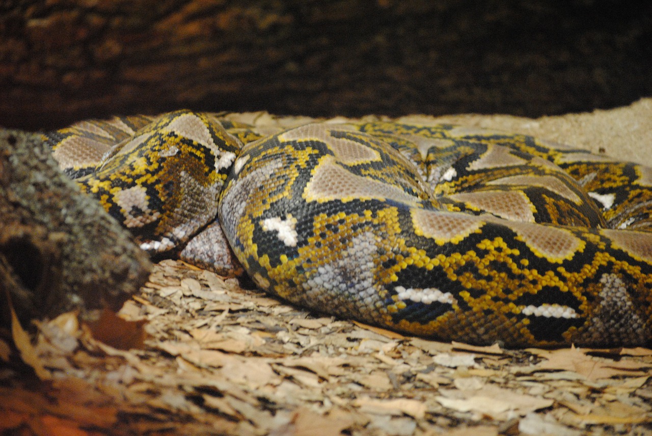 snake anaconda reptile free photo