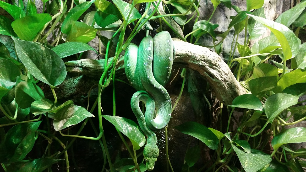 snake green snake tropicarium budapest free photo