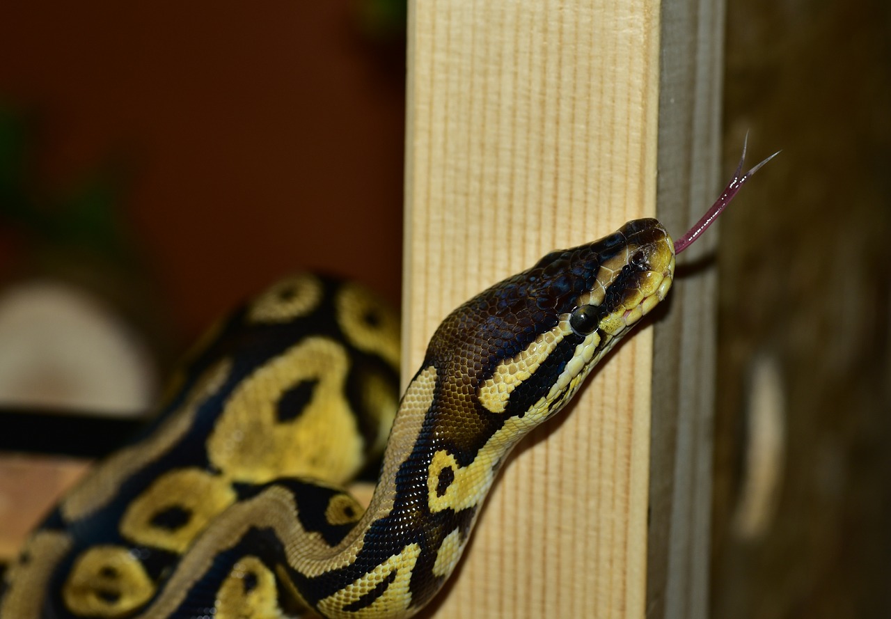 snake python ball python free photo