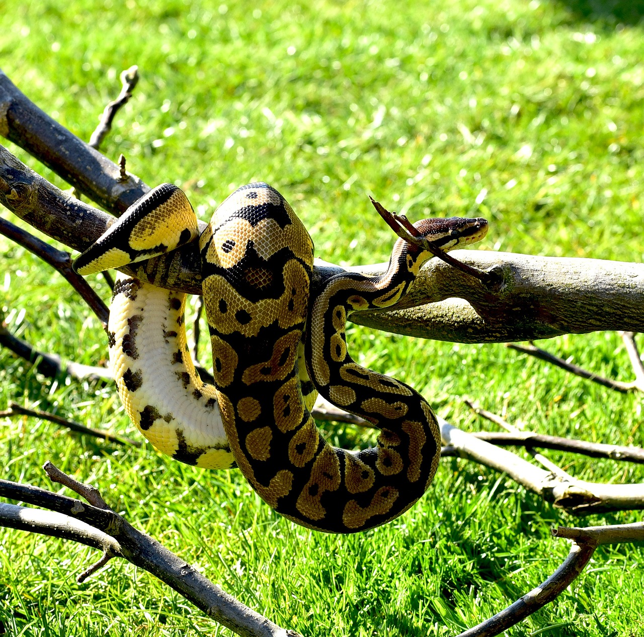 snake python ball python free photo