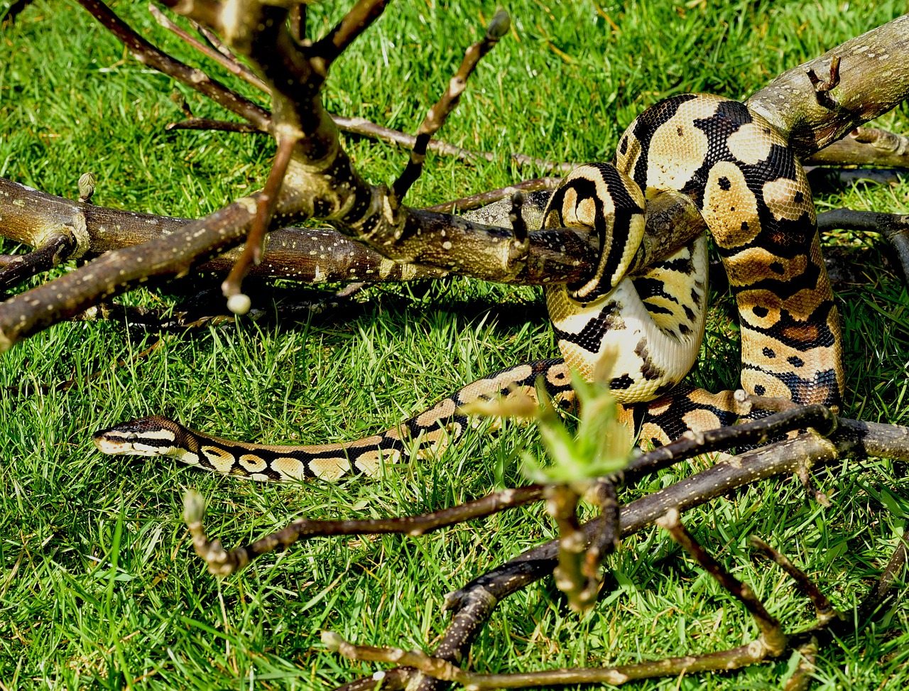 snake python ball python free photo