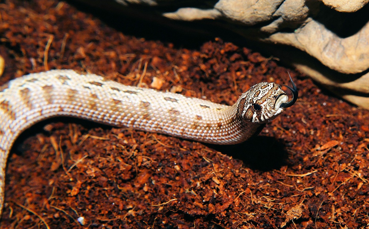 snake heterodon nasicus north america free photo