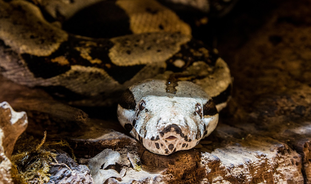 snake boa anaconda free photo