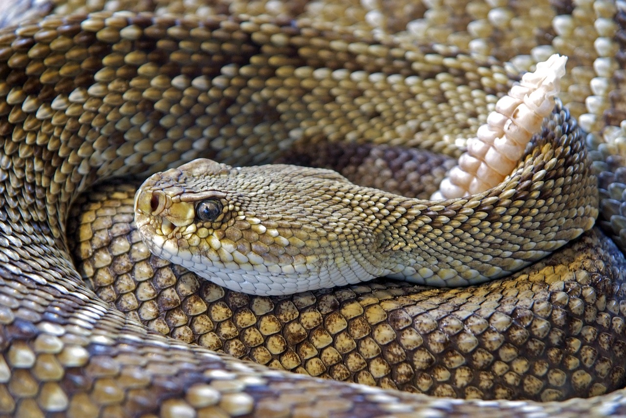 snake rattlesnake reptile free photo