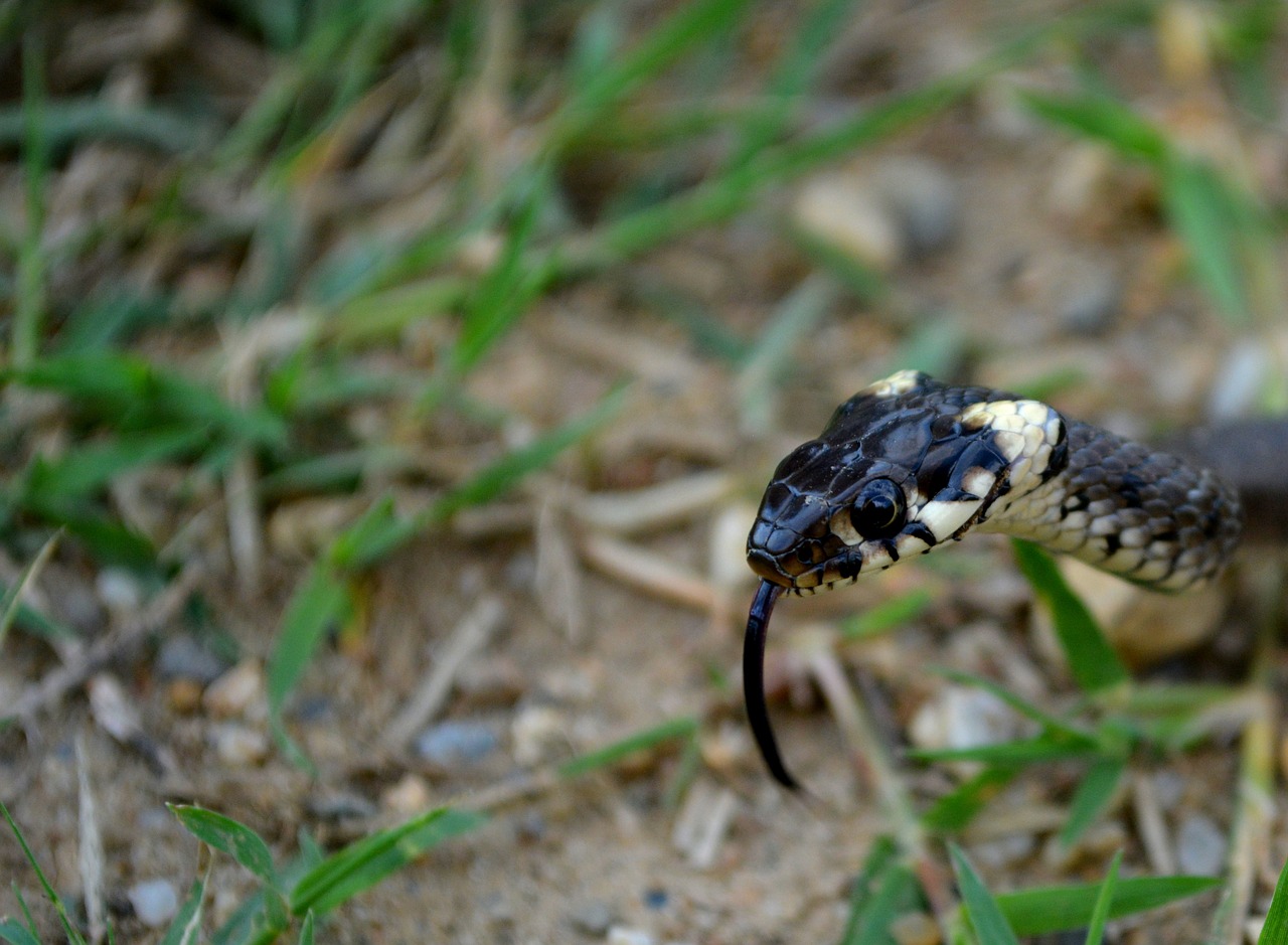 snake reptile black free photo