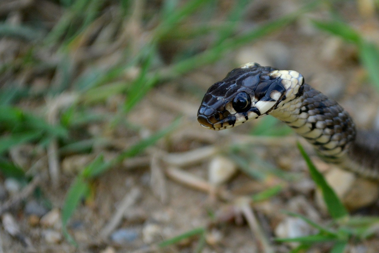 snake reptile black free photo