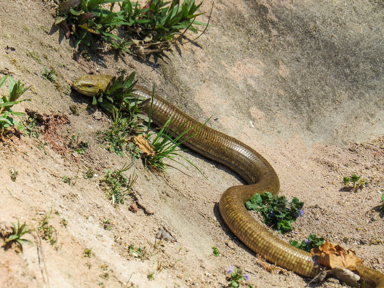 snake lizard crawl free photo