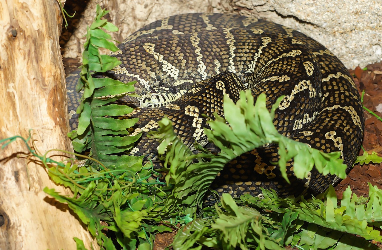 snake carpet python constrictor free photo