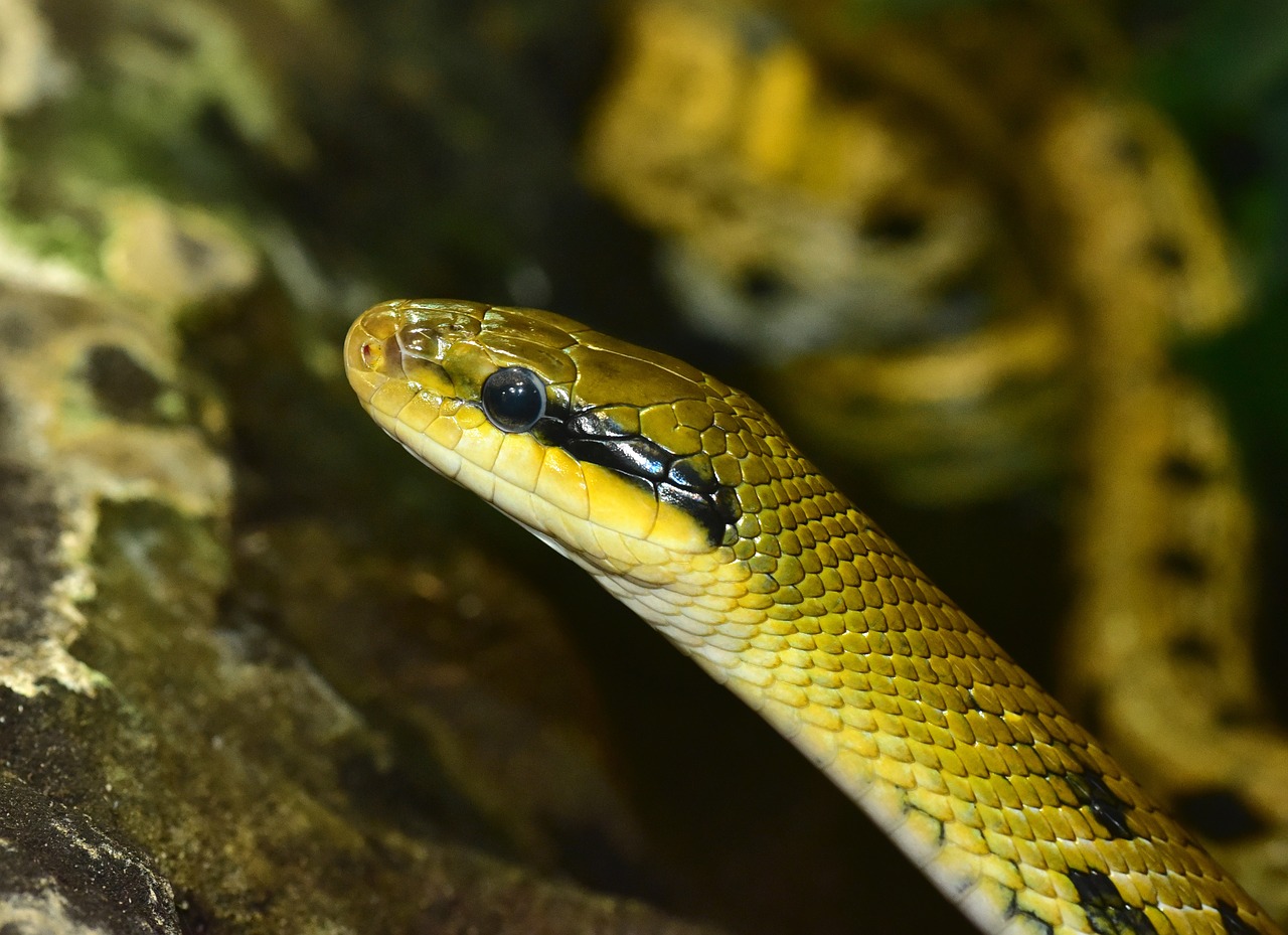 snake reptile taiwanese beauty rat snake free photo
