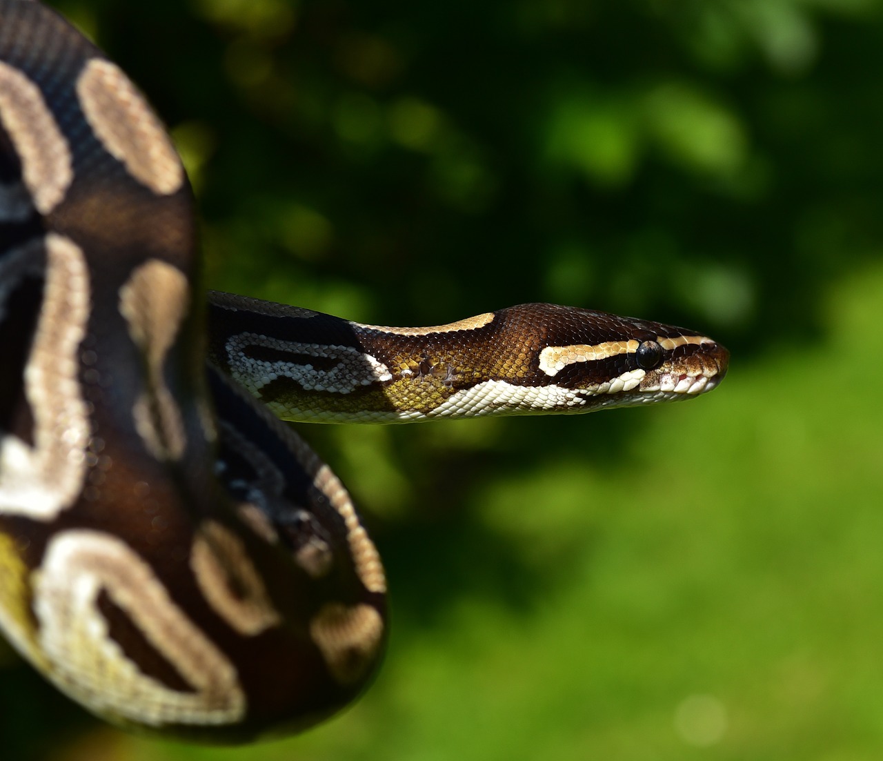 snake ball python python regius free photo