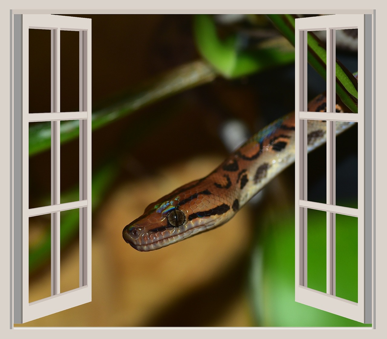 snake window adam and eve free photo