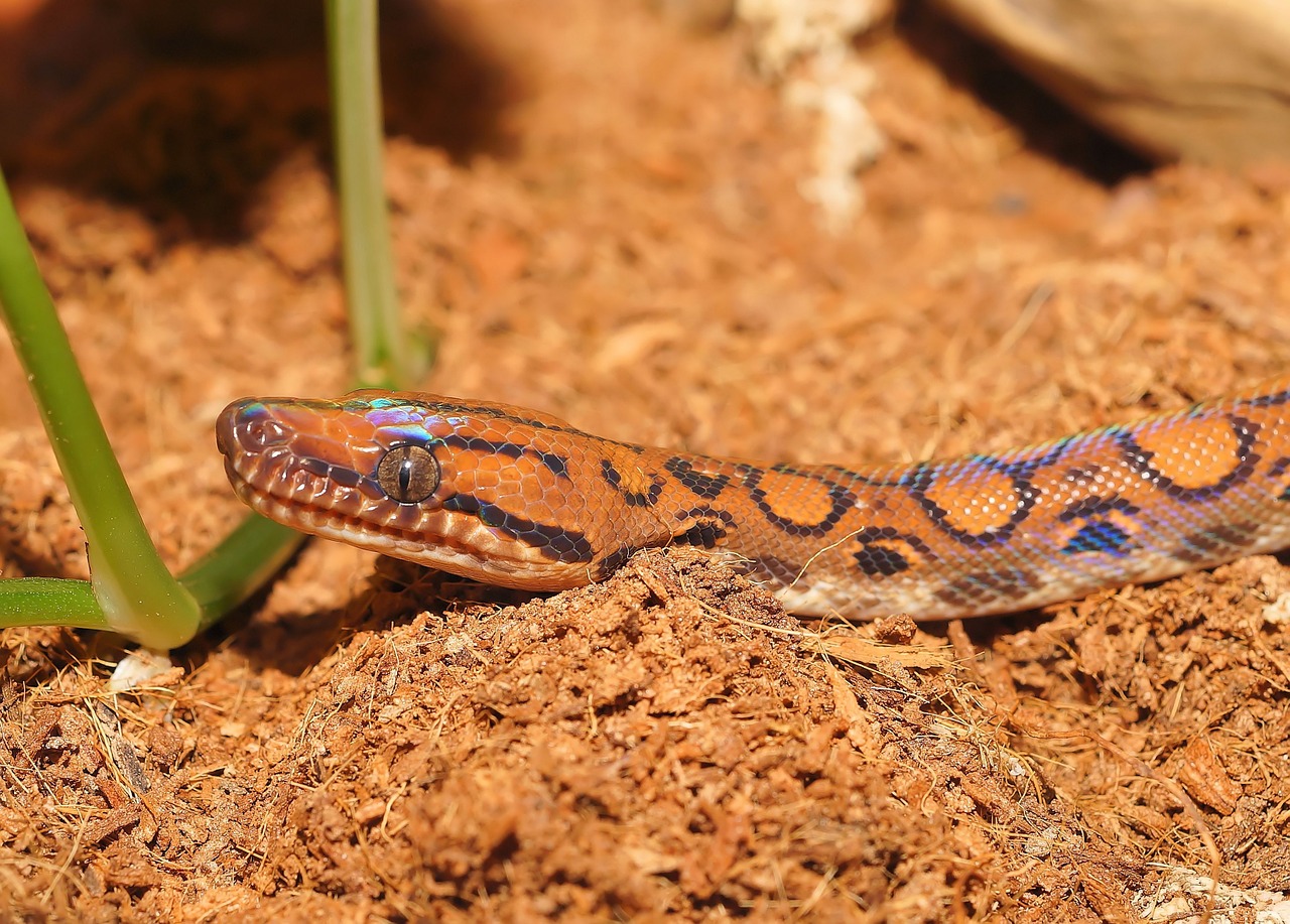 snake rainbow boa reptile free photo