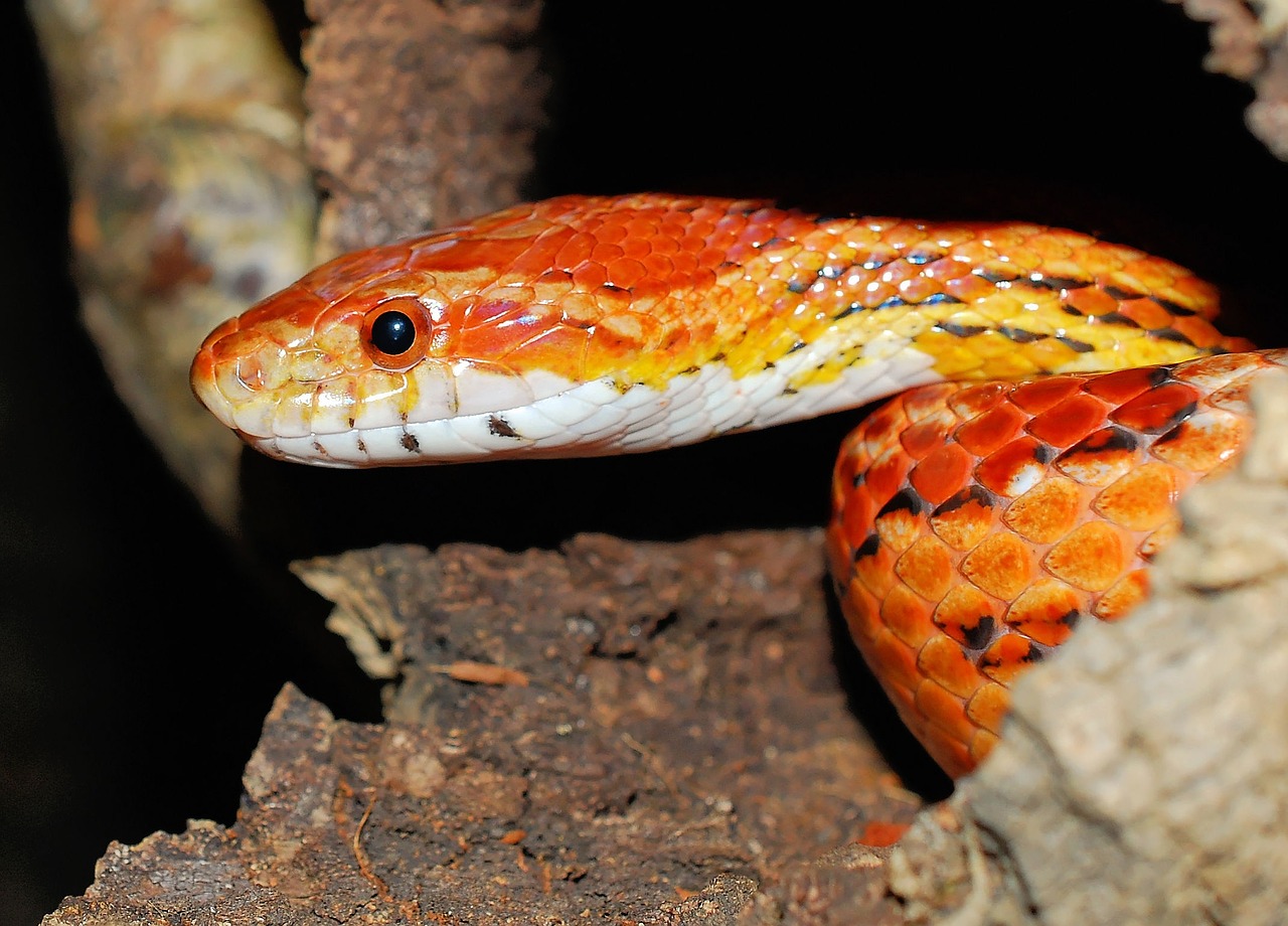 snake natter corn snake free photo