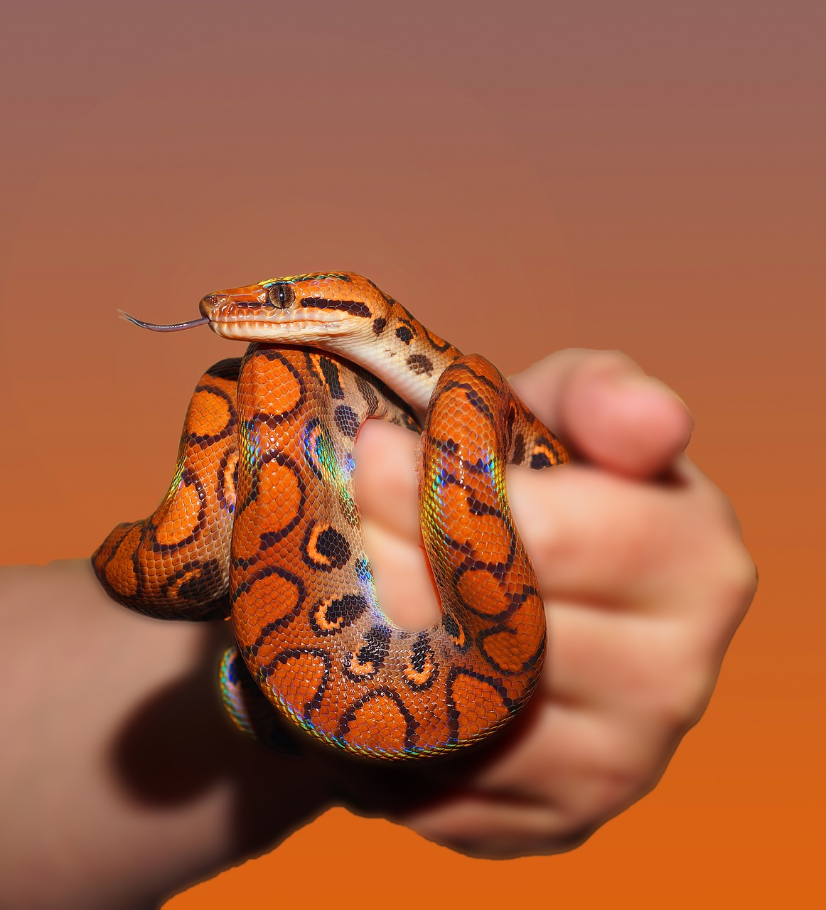 snake rainbow boa reptile free photo