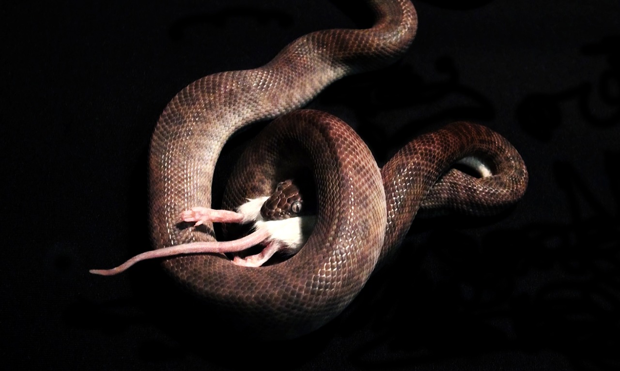snake snake eating mouse free photo