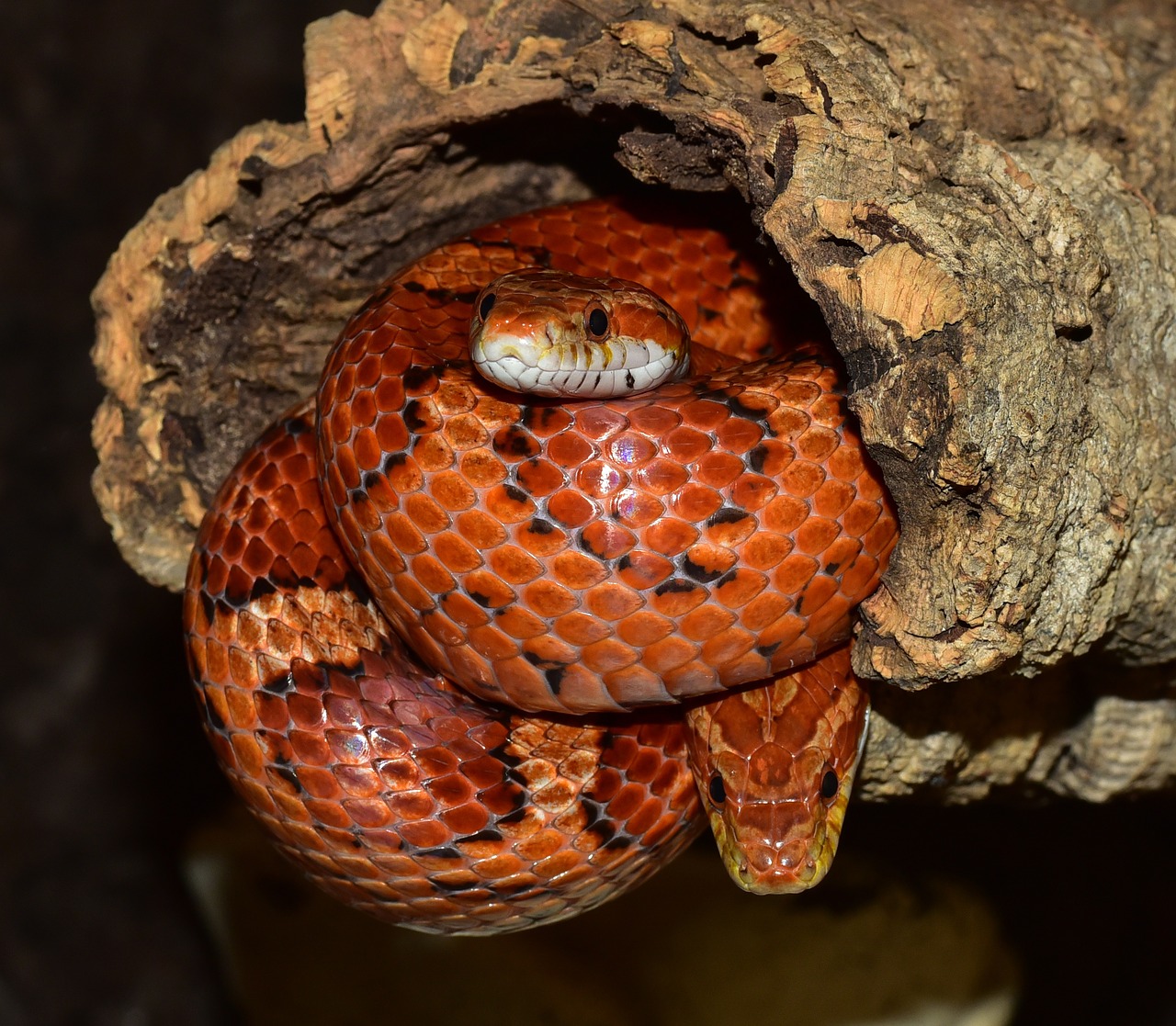 snake natter corn snake free photo