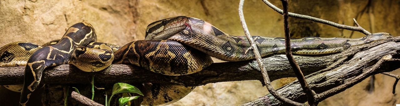 snake boa constrictor free photo