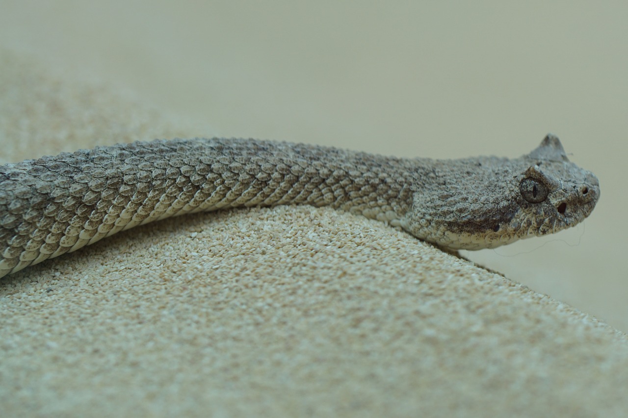 snake cobra sidewinder free photo