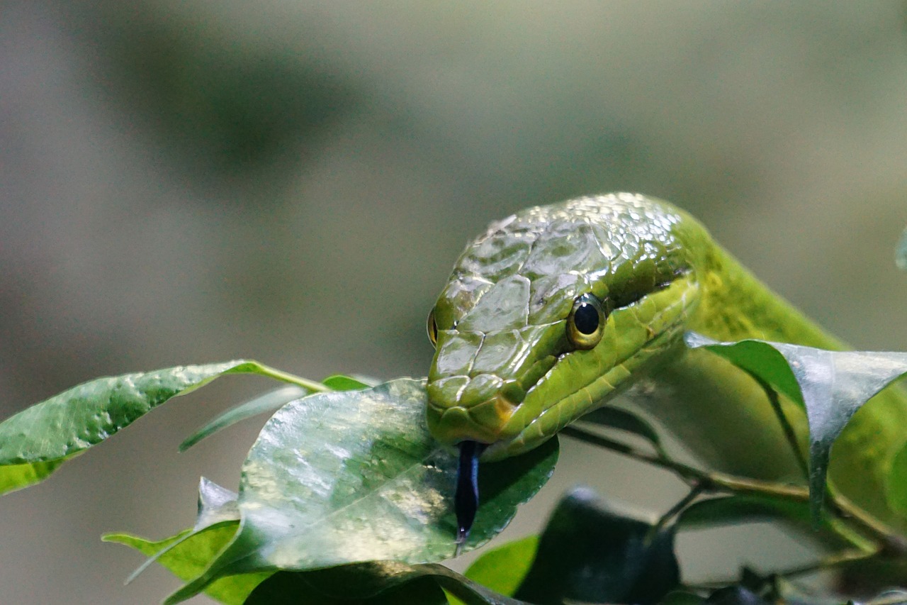 sharpnose snake snakes green free photo