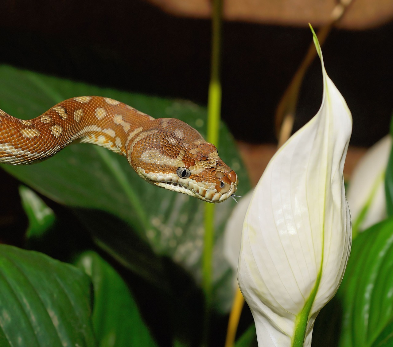 snake carpet python morelia bredli free photo