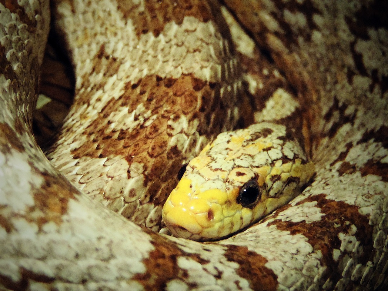 snake reptile corn free photo