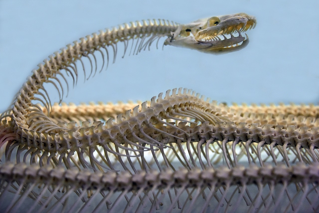 snake skeleton spine free photo