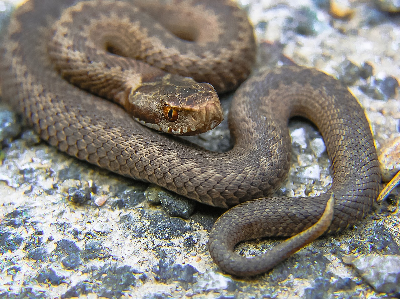 snake viper nature free photo