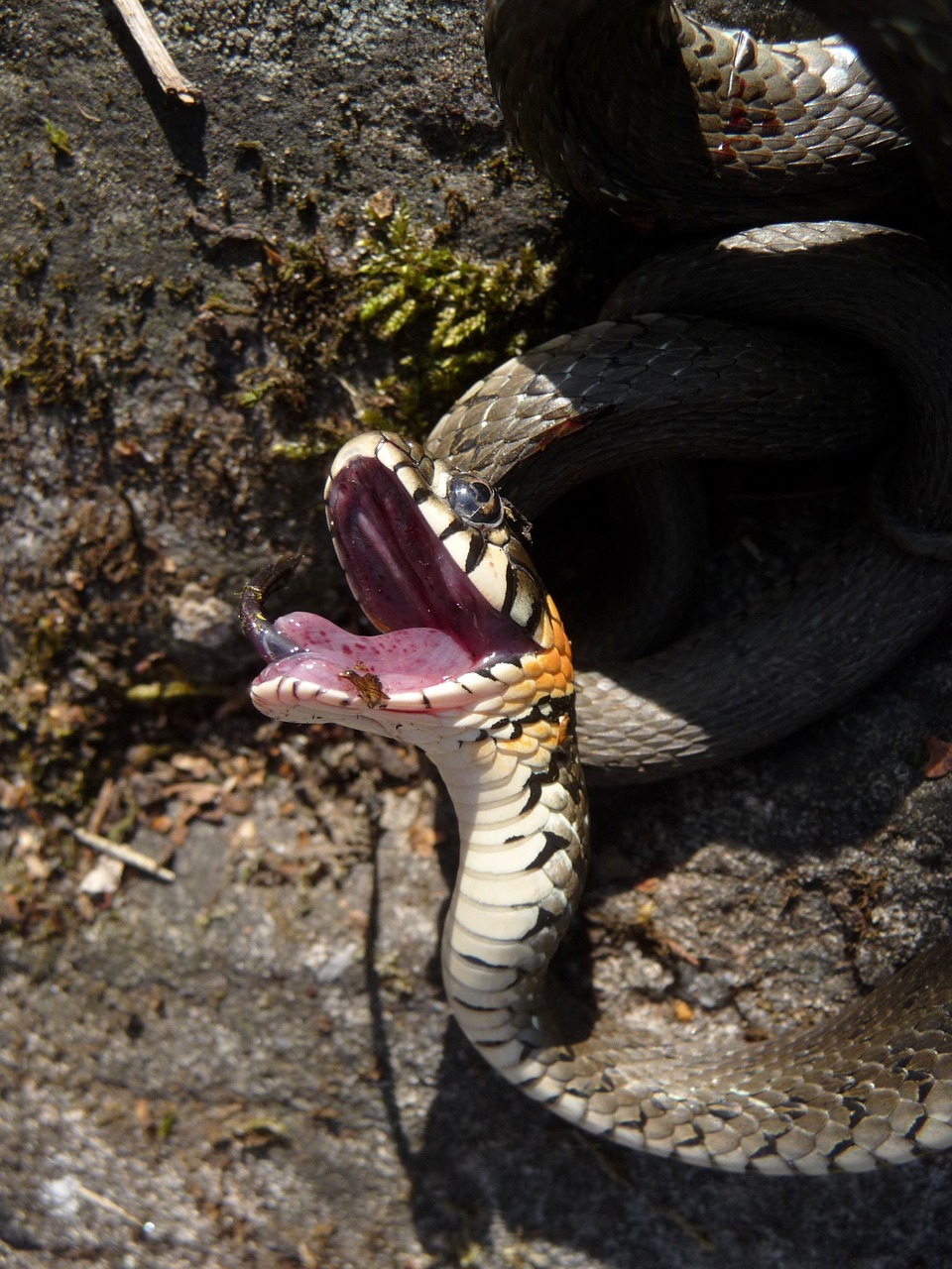 snake snooping summer free photo