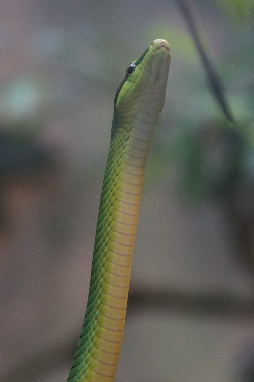 snake sharpnose snake non toxic free photo