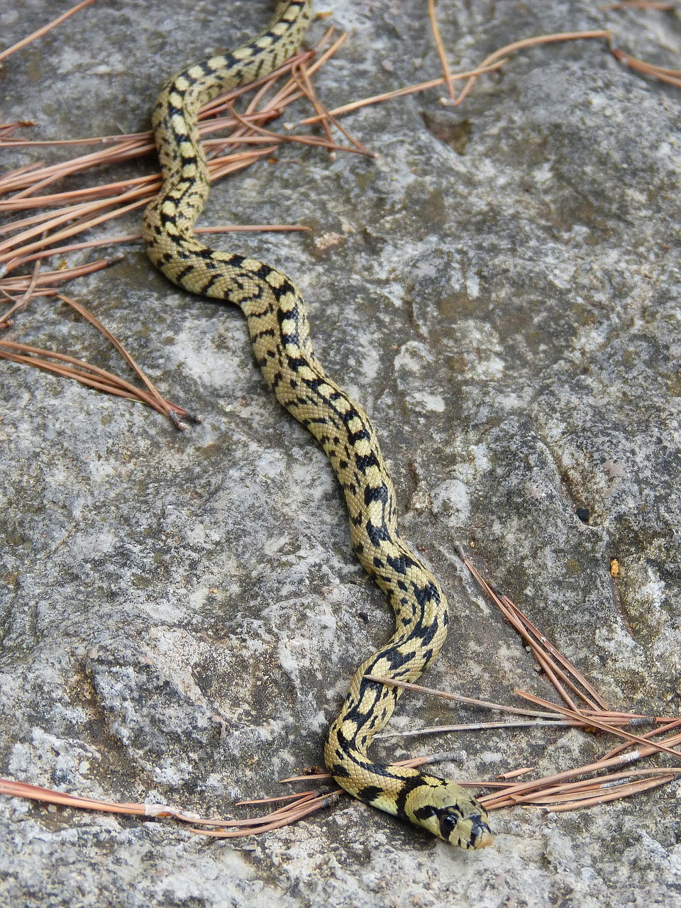 snake yellow forest free photo