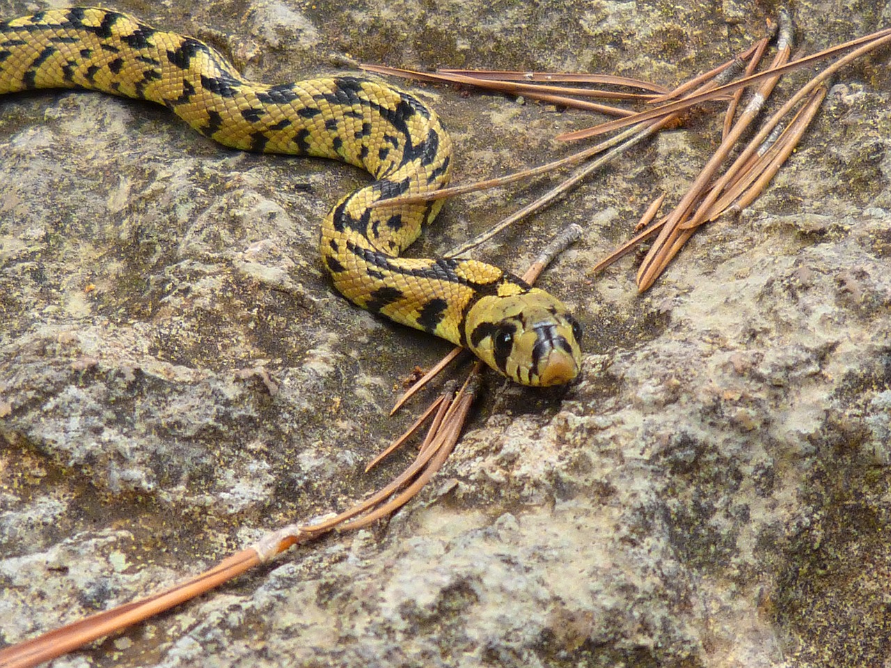 snake yellow forest free photo