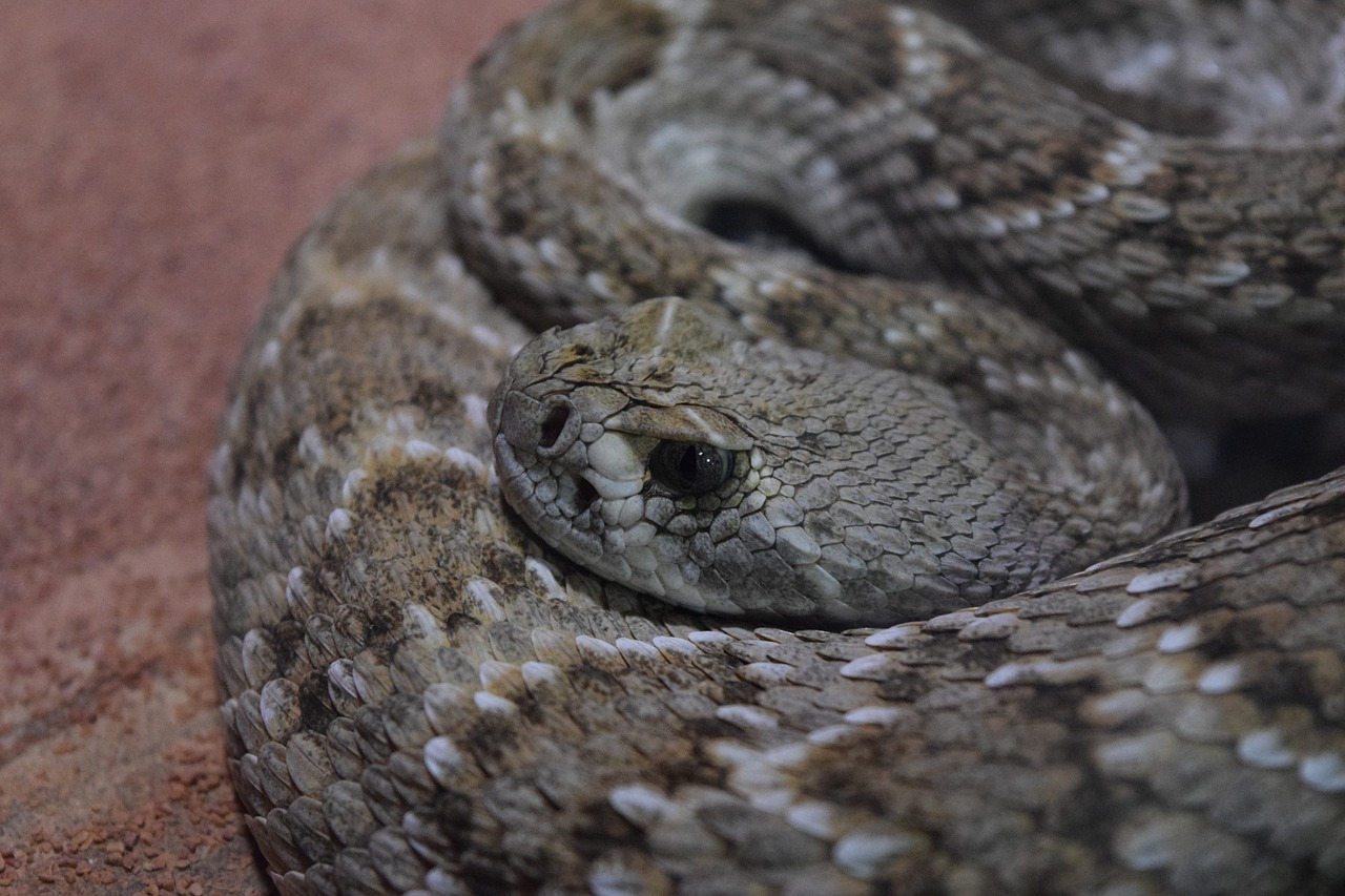 snake nature poisonous free photo
