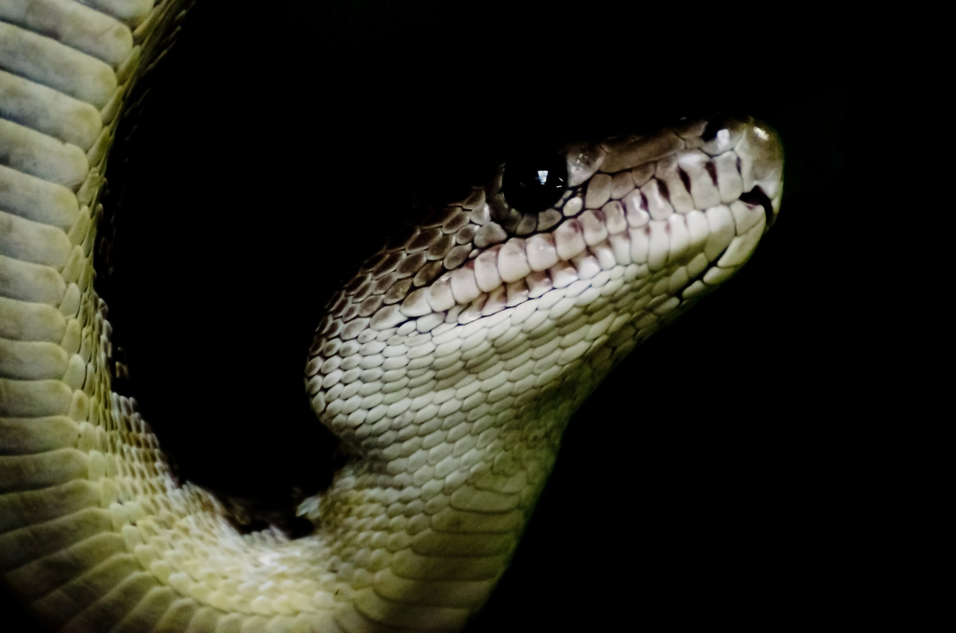 cuba animal angulifer free photo