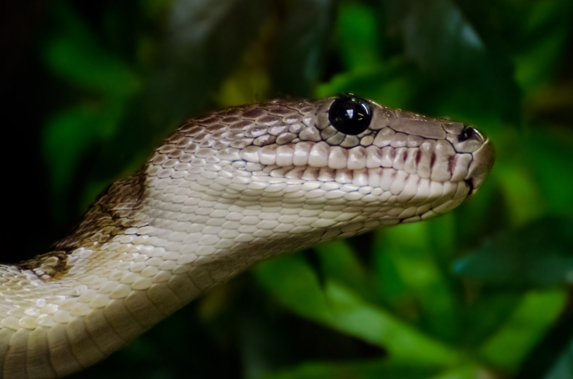 cuba animal angulifer free photo